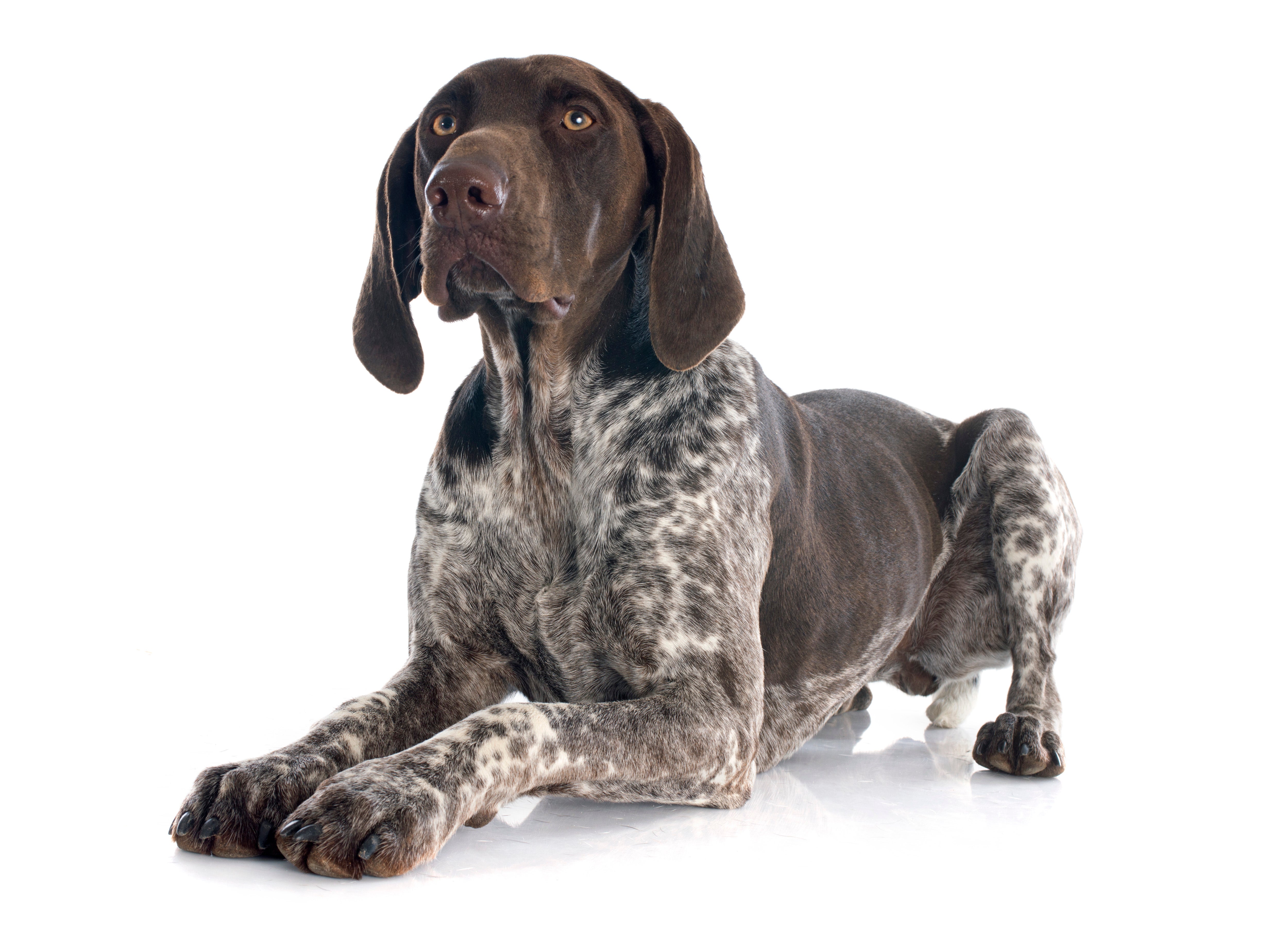 German shorthaired pointer adoption discount